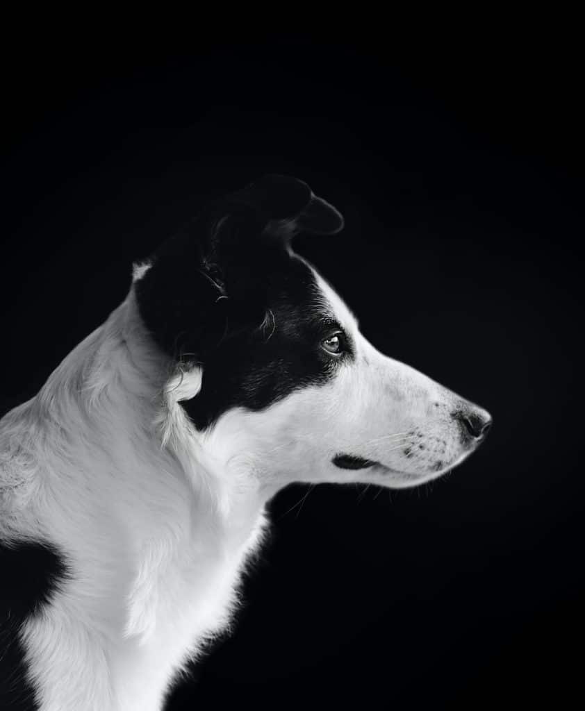 black and white photo of dog