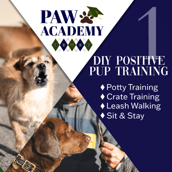 Paw Academy Playful Pup Lesson 1