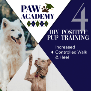 Paw Academy Playful Pup Lesson 4