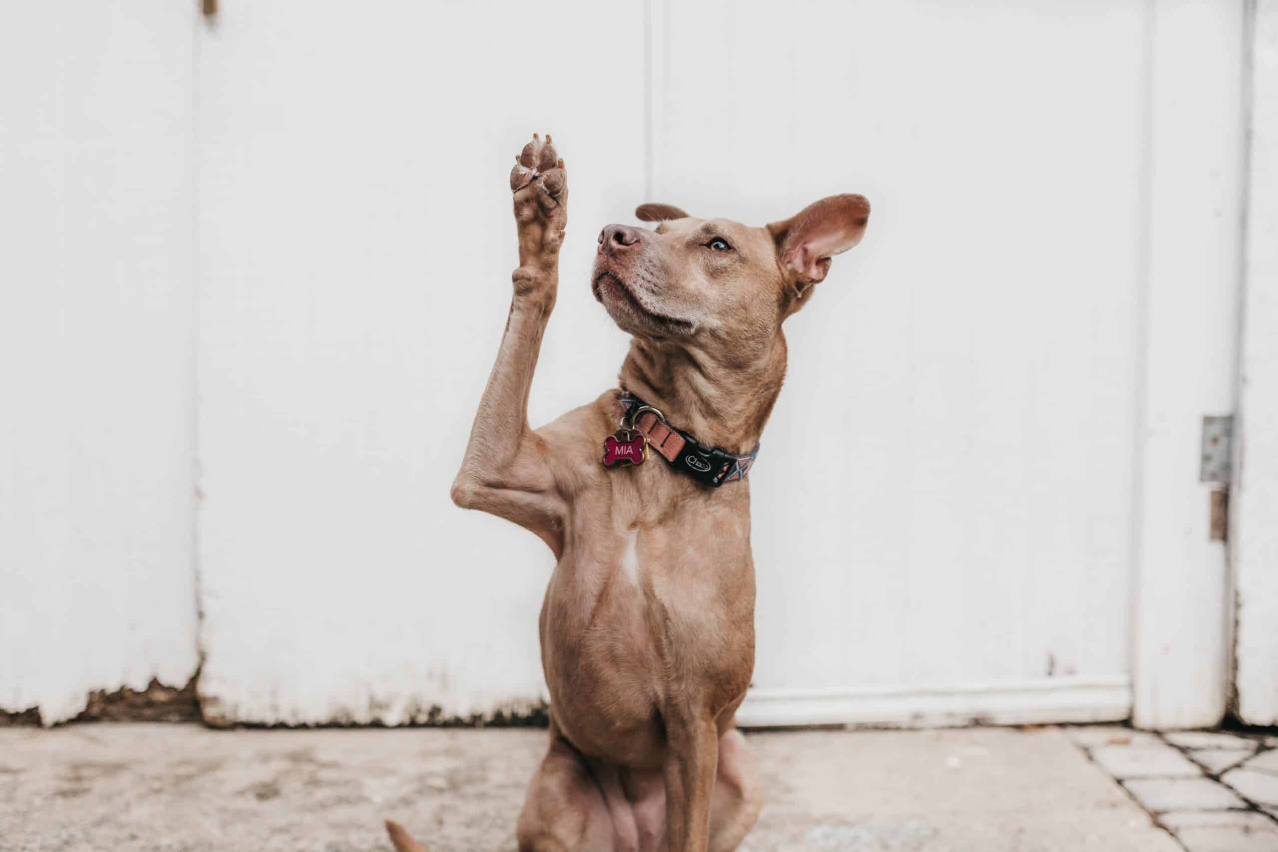 dog with paw in the air
